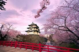 Окуносима – японский остров, известность которому принесли ....… . Их тут насчитывается более 700 особей. 