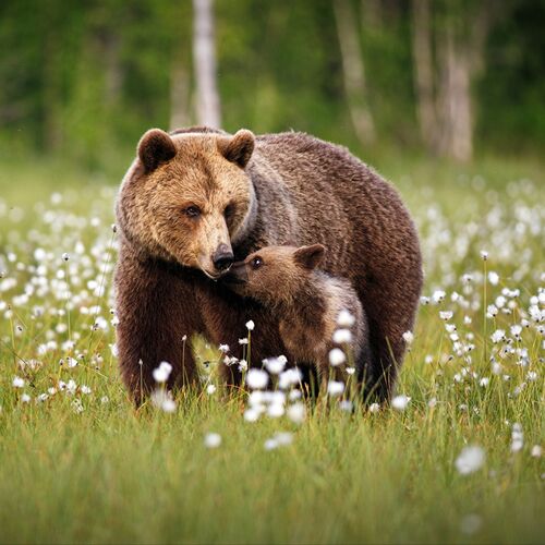 Сколько лап у двух медвежат?  