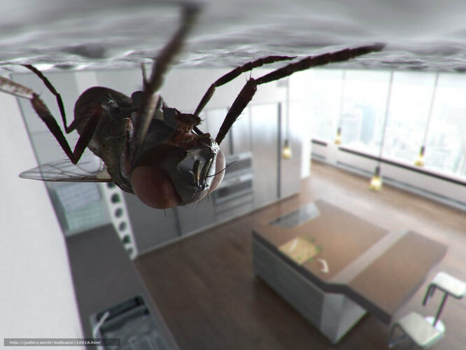 с помощью чего некоторые насекомые могут ходит по окнам и стенам?