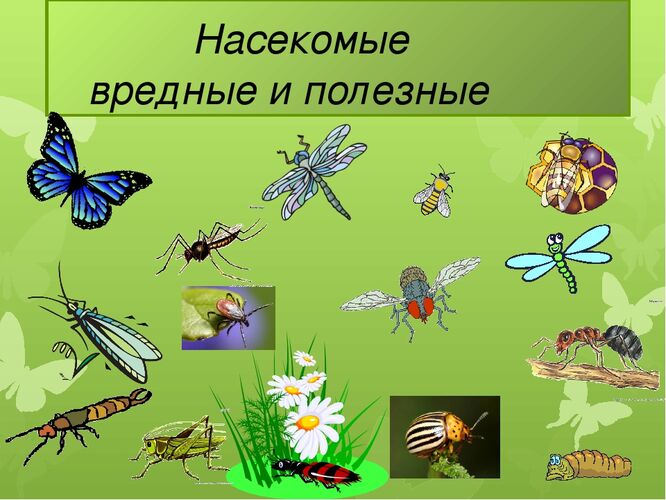Какой, из предложенных ниже насекомых, считается полезным?