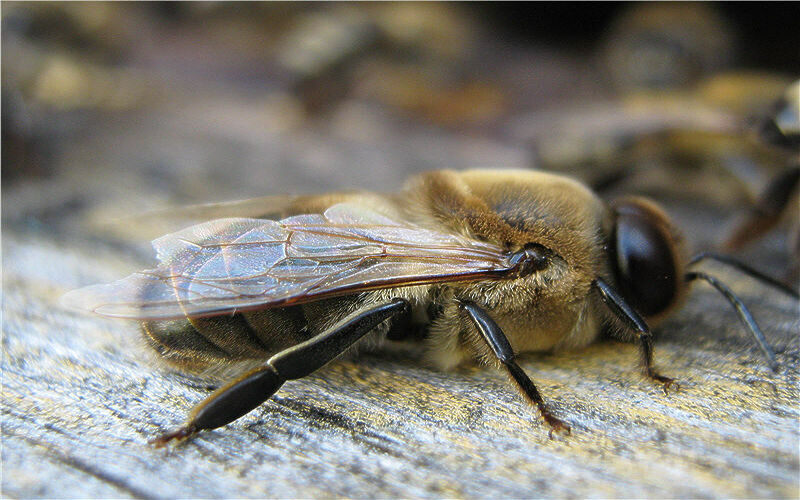 Как называют самца пчелы, не участвующего в сборе мёда?
