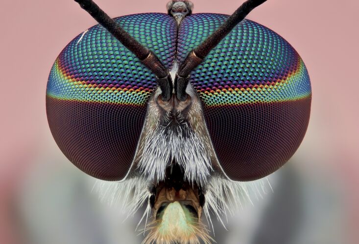 сколько глаз у мухи?