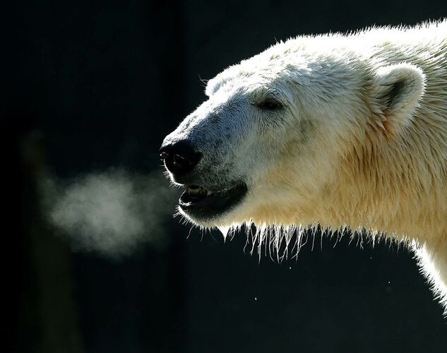 Белого медведя от других медведей отличает:
