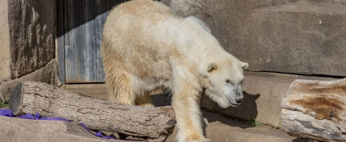 Какова продолжительность жизни белых медведей: