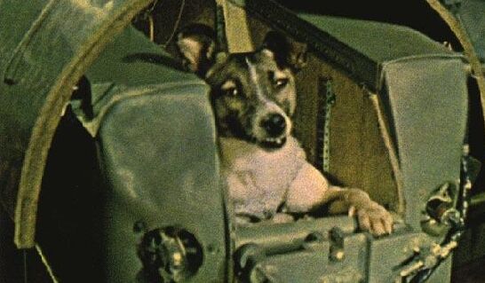 Кличка собаки – первого четвероногого космического пассажира